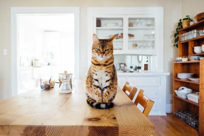Adolescent indoor cats sometimes rebel as an expression of an internal conflict they experience between dominance and subordination.