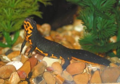 Best Beginner Pet Salamanders And Newts Arquidia Mantina