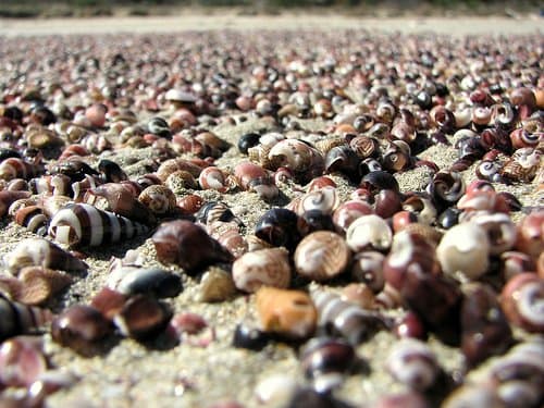 With so many great natural shells to choose from, there is no need to resort to fake or painted ones.