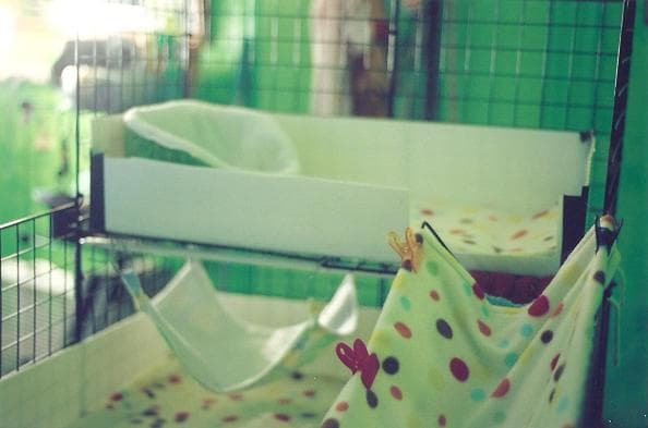 a quick peek into a piggy's C&C cage shows how easily these cages can be turned into a comforting home. What pig wouldn't want to live here?