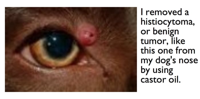 The growth on my dog looked like this one, but was on his nose. Imagine how scared I was when I noticed it!
