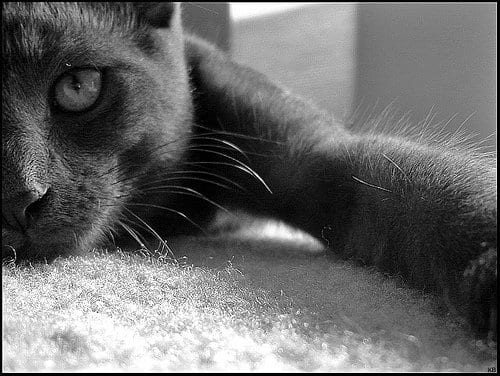 Using a blacklight to find the source of the cat urine smell will help you avoid any unnecessary cleaning.