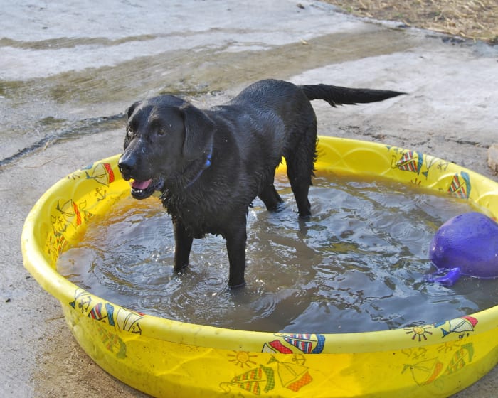 This guy's tail seems okay, but labs are more susceptible than other breeds to "broken wag" or "cold tail."