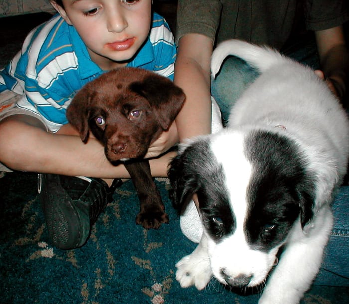 Der erste Tag der Welpen in ihrem neuen Zuhause' first day in their new home