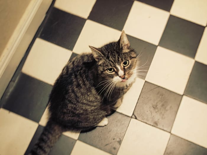 Don't give up your cat just because they're giving you a bit of trouble—put in the work to train them! It'll be worth it.