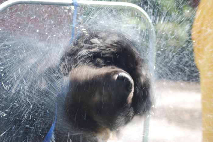 It's a good idea to let your dog take a few good shakes after a bath; this helps in the drying process.