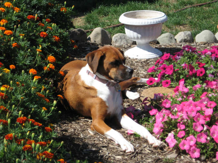 Emily loves to nap in the garden. Careful what you plant in your garden; it could be fatal to your dog. There are way too many plants to list here.