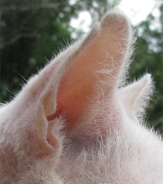 You want your cats ears to be this nice pink color. If it is yellowish in color than your cat is jaundice.