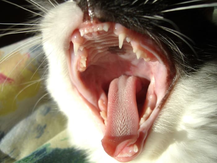 Your cat's tongue and mouth should be pink. Black spots are normal, but any tint of yellow is not. If there is any yellow coloring than you should have them checked out.