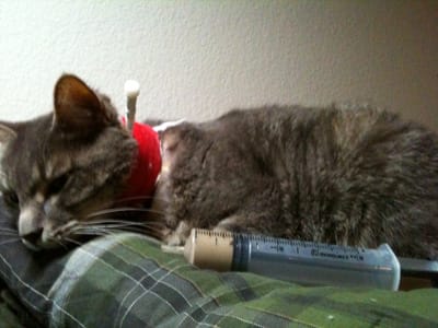 When your cat is sick with Feline Hepatic Lipidosis, you may get to the point where you will need to force feed him canned cat food through a syringe.
