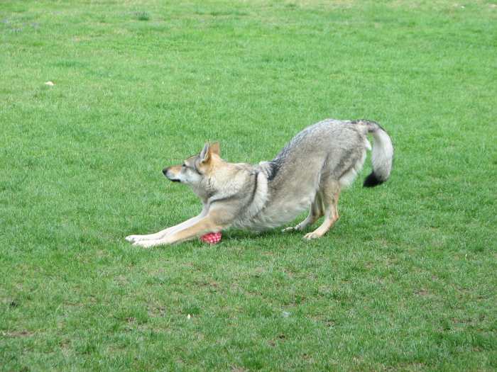 A Wolfdog Stretching