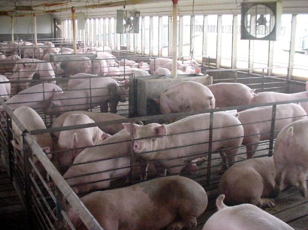 Large-scale operations can spread disease and leave animals open for injury. One of the primary advantages in small-scale is that you don't have this problem.
