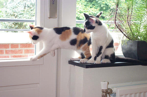 Differences Between Tortoiseshell and Calico Cats - PetHelpful - By