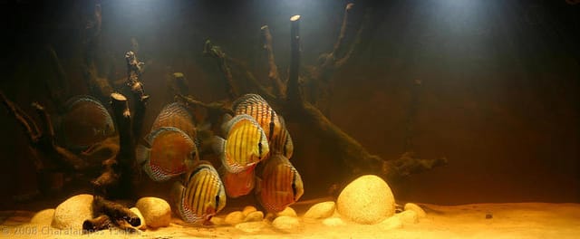 Tørvefiltrerede akvarier efterligner neon- og kardinalsetraernes naturlige levested.