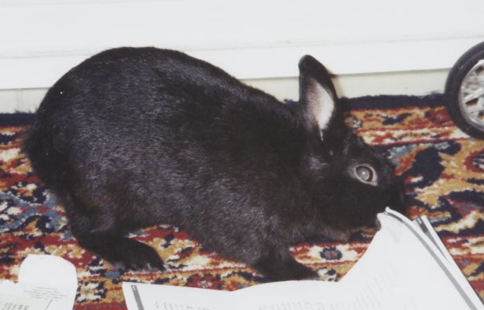 Be careful of what you leave on the floor when your rabbit is out of its cage. Anything down at its level is fair game for chewing for a rabbit!