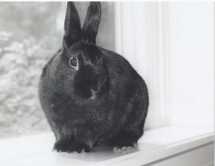 Bunnies can be wonderful pets for both older children and adults alike.
