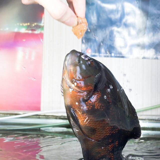 Fish can be trained to perform tricks for food. This Oscar fish has been taught to jump for a fish flake!