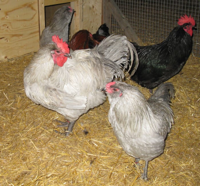 Lavender Orpington and Lavender Ameraucana Roosters