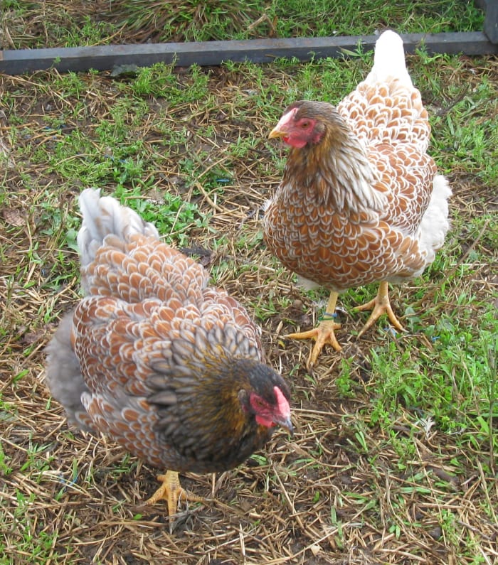 Blue Splash and Blue Laced Red Wyandotte pullets