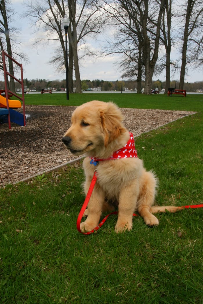 A happy, well trained Golden Retriever puppy. Fully housebroken by 13 weeks of age.