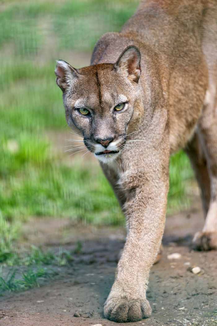 Owning a Pet Cougar Understanding the Hurdles and Risks PetHelpful