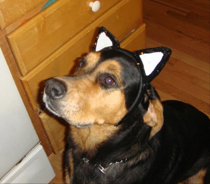 My Austrian black and tan hound, Maggie, who is the inspiration for this article. Clearly she's about to get a treat.