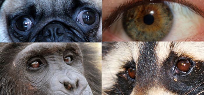 The eyes on the top belong to a dog and a human, whereas the ones on the bottom are the eyes of a chimpanzee and a raccoon. Notice how the whites are very visible on the top set of eyes and practically non-existent in the bottom set.