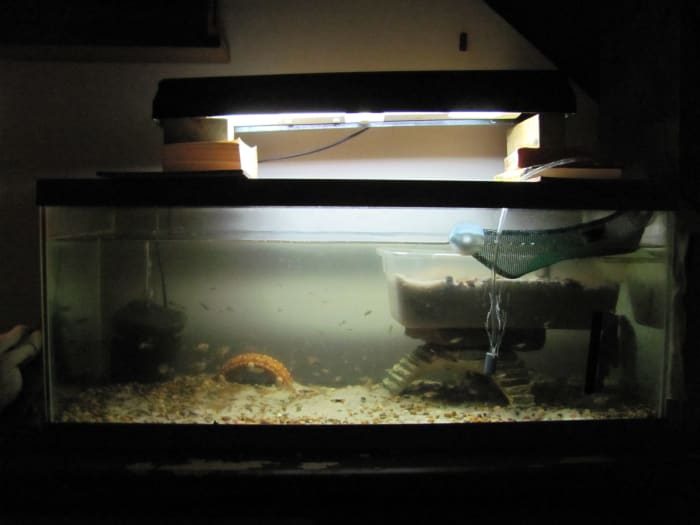 Not an attractive setup, but the space is just enough for my turtle to swim freely while having a few things to explore. He's always sticking his head under that brown arch and catching guppies.