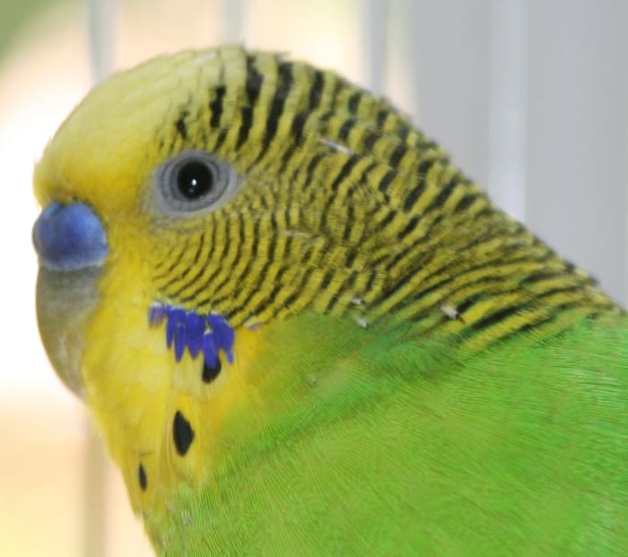 Tips for Caring for Your First Pet Budgie (Parakeet) - PetHelpful