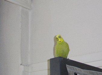 A sulking budgie: after seeing the new bird brought in, he flew out of his cage to the top of the bookshelf.