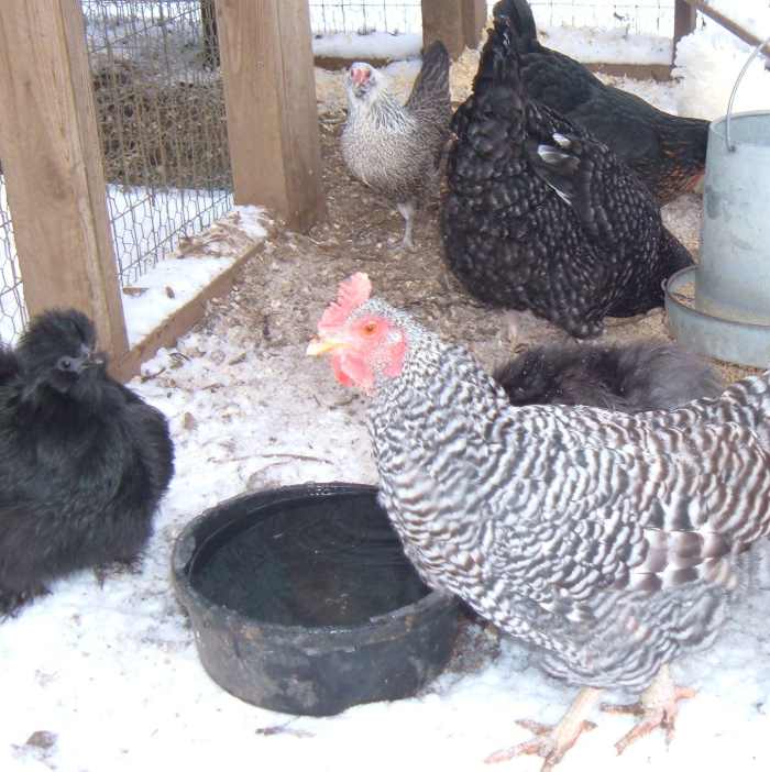 How to Care for Chickens in Cold Weather PetHelpful By fellow animal lovers and experts