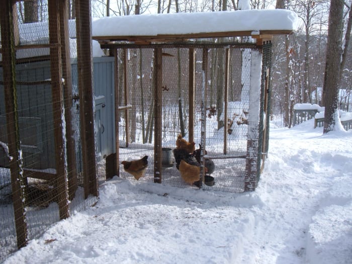 How to Care for Chickens in Cold Weather - PetHelpful - By fellow ...