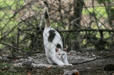 Just because a stray cat looks cute from a distance, it doesn't mean it's comfortable with you up close!
