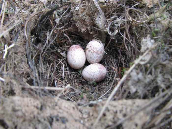 This nest was removed from a nest box on our Bluebird trail after the Carolina Wrens abandoned it. Notice the broken egg.