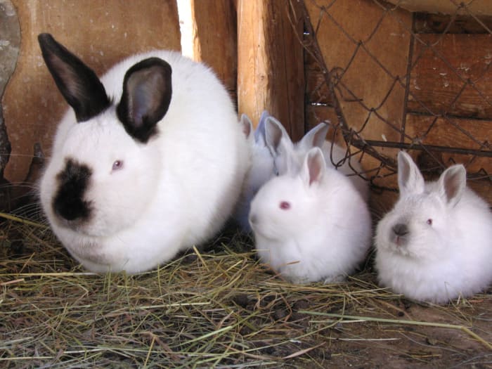 This domestic female California rabbit (with kits) may die if put through sterilization surgery. With pet rabbits, it is best to only sterilize the males.