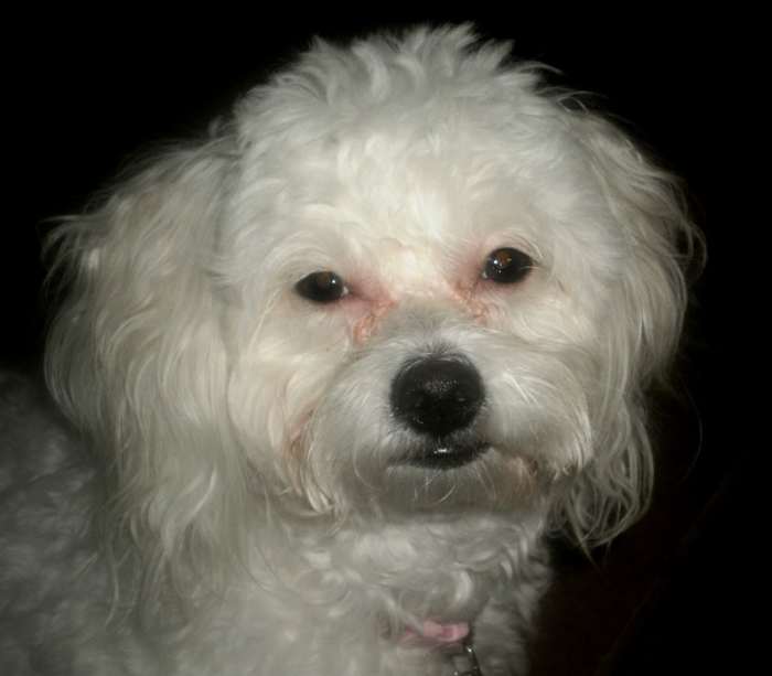 After: This photo shows her tear stains have been nearly eradicated. This photo has not been photoshopped!
