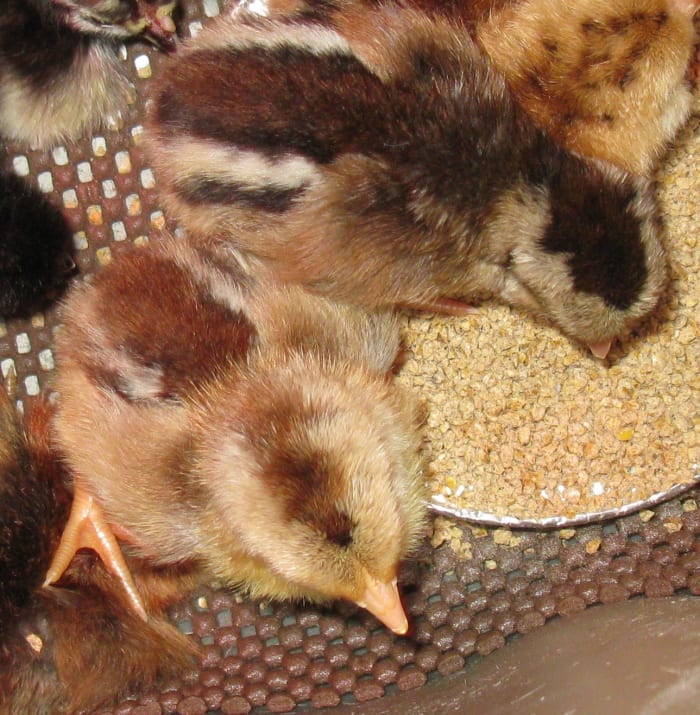 Chicks hatched from our own line-lighter than McMurrays. Male on the left with lighter, less distinct head markings. Female on the top right with much darker V on her head.