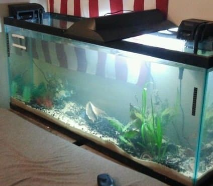 Here is my finished tank, with my original makeshift hood/filter set up. (Yes the stand is crooked, please don't tease me.)