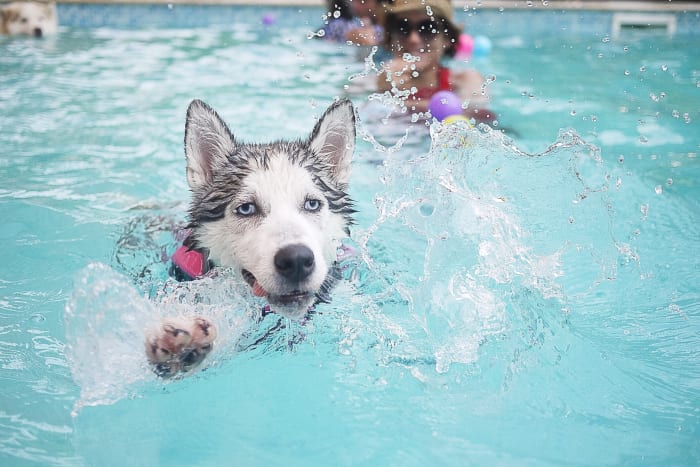 A Siberian Husky in a swimming pool