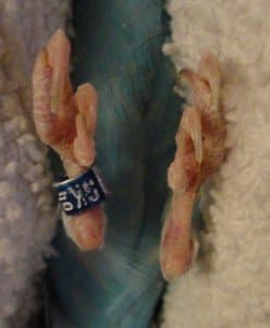 If you look closely, you may see the red vein in the parakeet's claws. Try to avoid cutting it, if you can. (Click on the photo for a larger view)