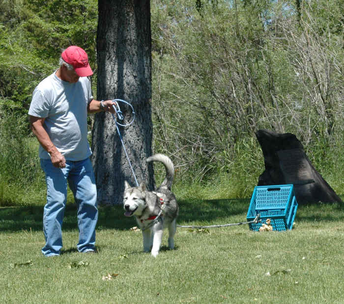 How to Train Alaskan Malamute Puppies to Pull PetHelpful By fellow