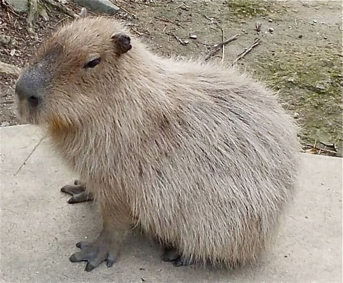 Capybaras: Giant Rodents of South America and Exotic Pets - PetHelpful