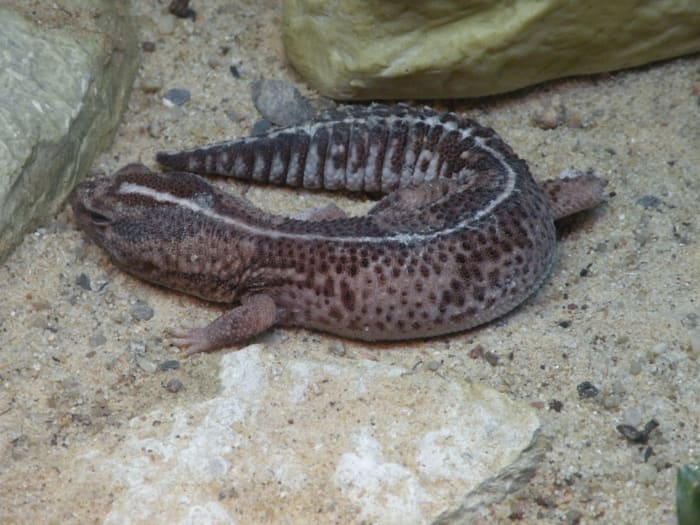 afrikansk fedt-hale Gecko