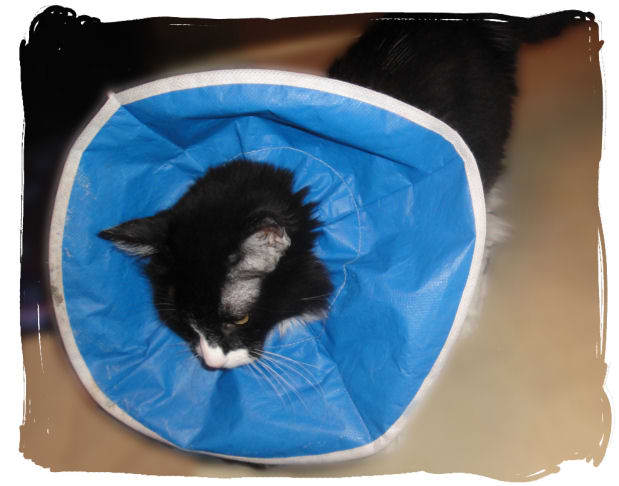 Soft Cat Cone: This is my favorite cone for my pets. It's flexible and doesn't get in the way of eating, drinking, or maneuvering in small places.