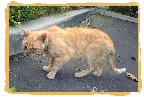 En esta foto se puede ver lo mal que estaba Tommy, el gato Tabby naranja. La sarna había avanzado tanto que apenas podía ver por sus ojos hinchados, y no comía ni bebía lo suficiente, por lo que estaba muy bajo de peso.'t eating or drinking enough, so was severely underweight.