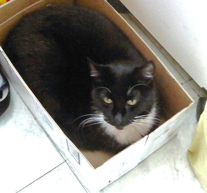 "MEOW..." As you can see, our kitty Shadow is quite comfortable in boxes of all kinds—not just litter boxes . . .
