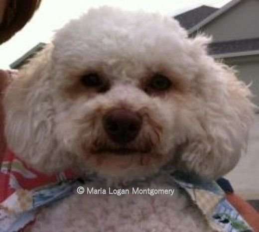 Perry is a rescue dog who belongs to a former neighbor. His full name is Perry White, but most folks just call him Perry. Here he is being held bye his "mom".