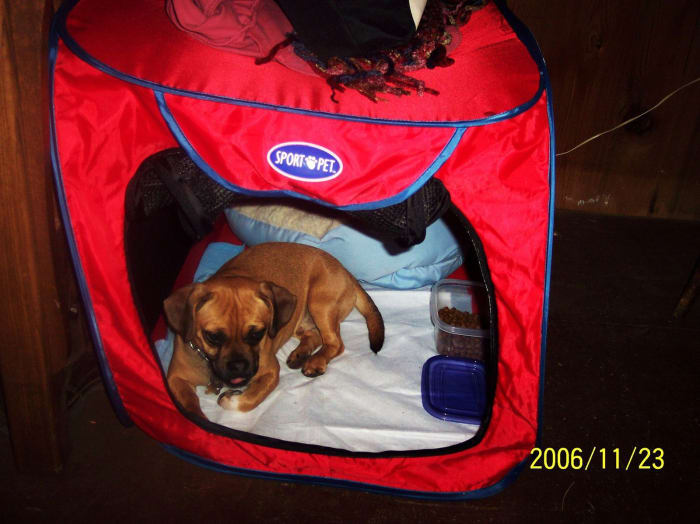 In this photo Chopper was about 11 months old. He still had his black muzzle. It wasn't long before it turned white.