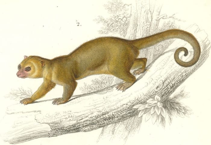 An illustration of a kinkajou showing the prehensile tail
