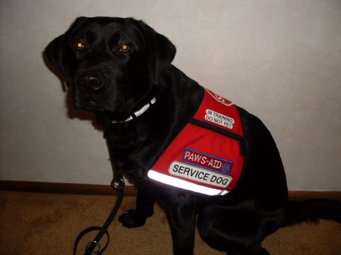 This dog always goes to the bathroom on command--it's part of her job!